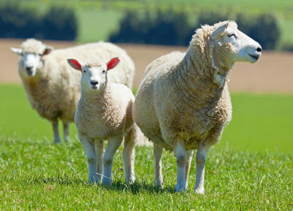 Traditionally, only milk from a sheep or goat can be used to make kefalotiri.