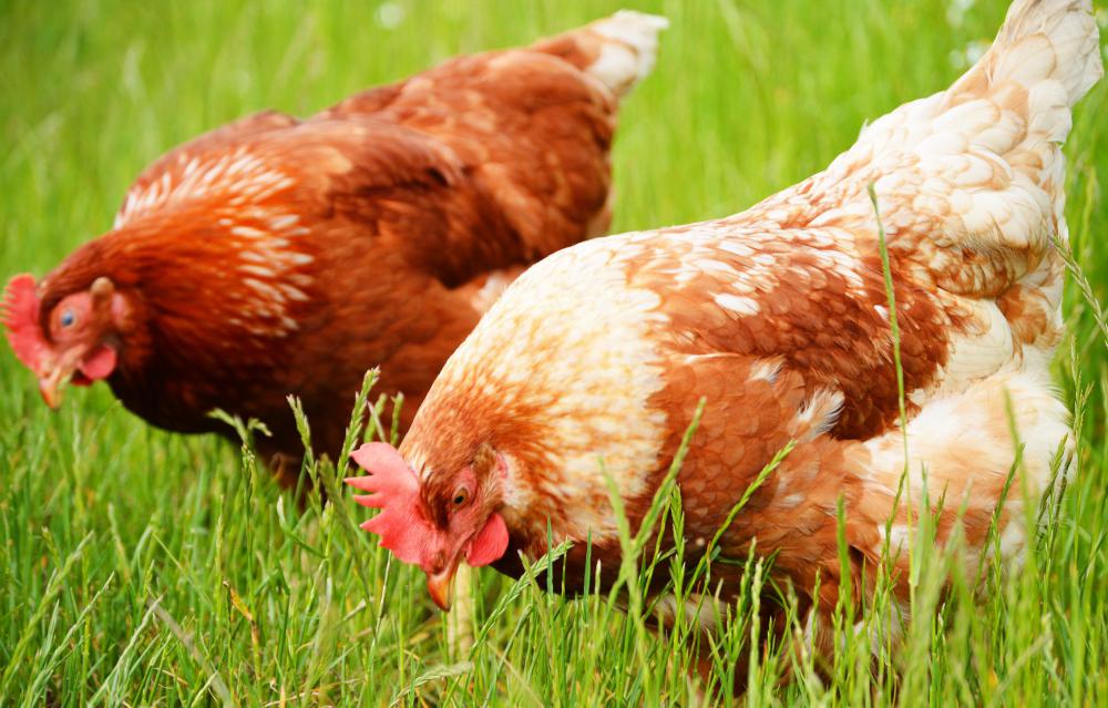 It's believed that free range hens produce eggs that are healthier.