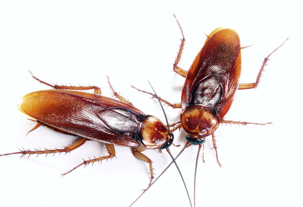 Bay leaves may be used as a roach repellent.