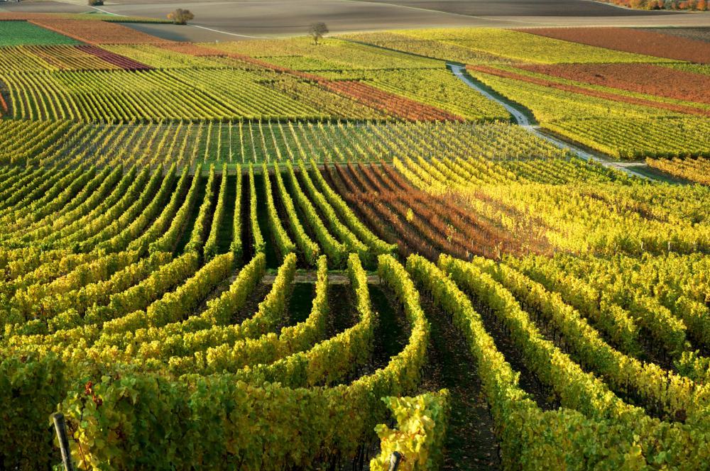 A vineyard.