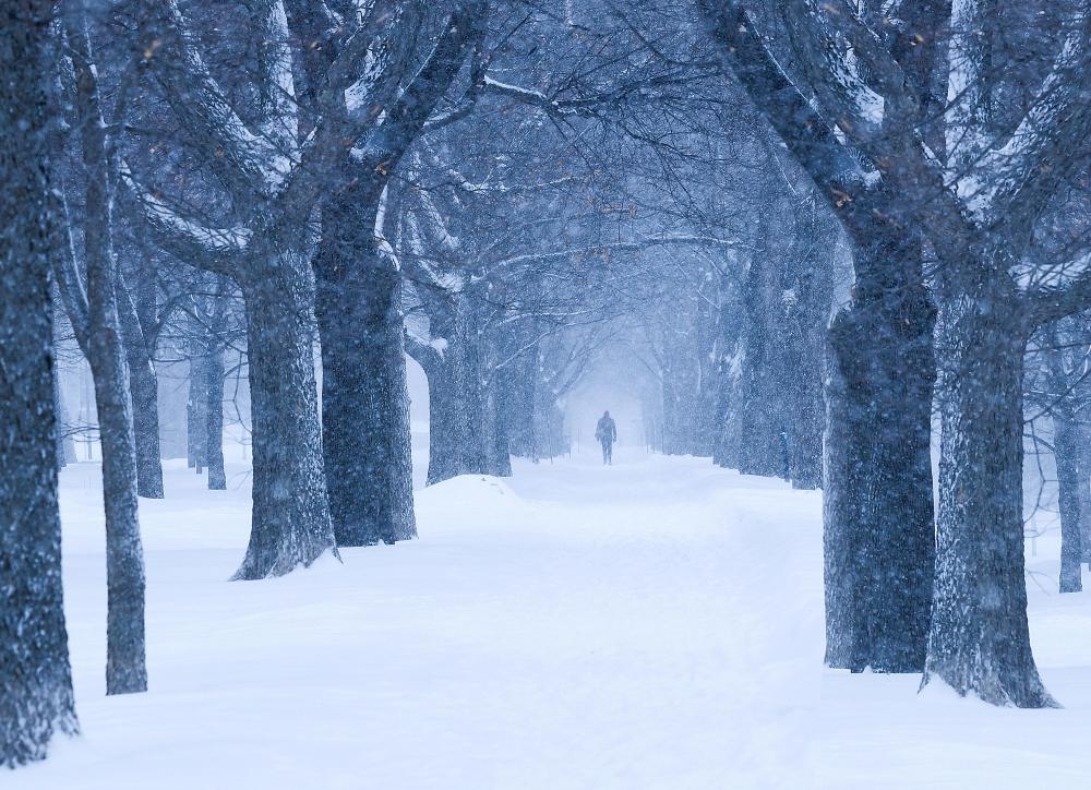 If properly cared for, crabapple trees can survive winter conditions.