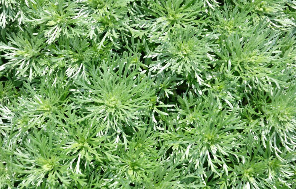 Extract of wormwood is used to make vermouth and other alcoholic beverages.