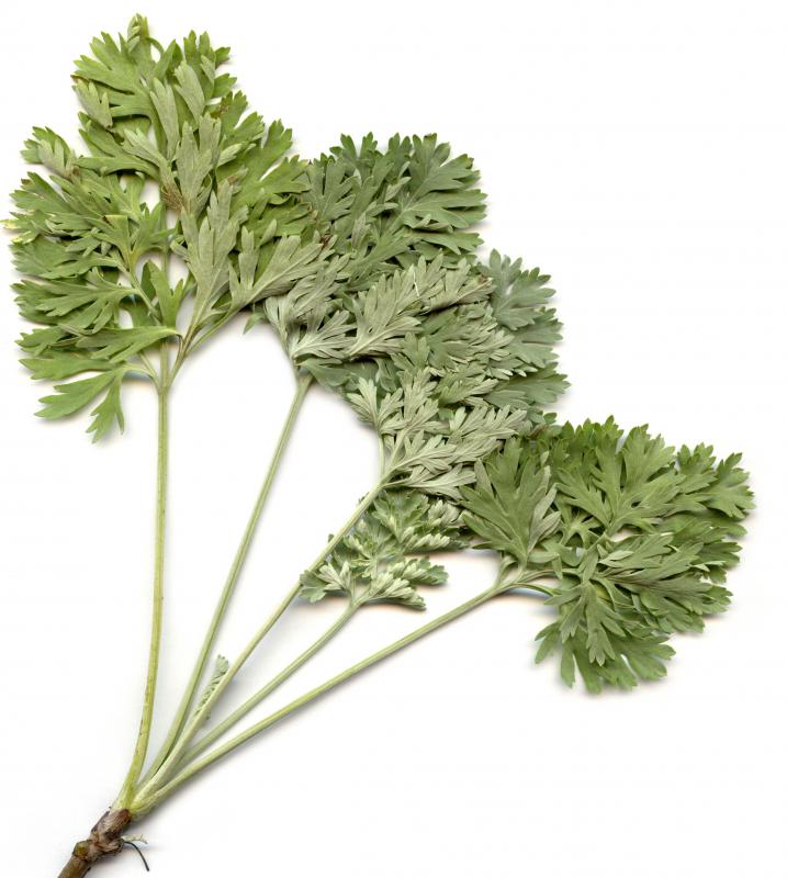 Absinthe is made from wormwood.