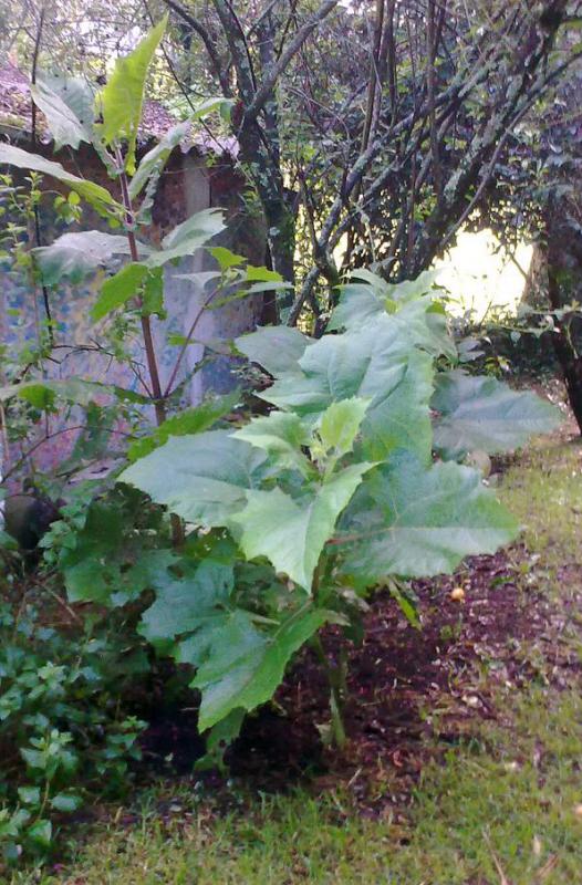 Yacon syrup is derived from the roots of the yacon plant.