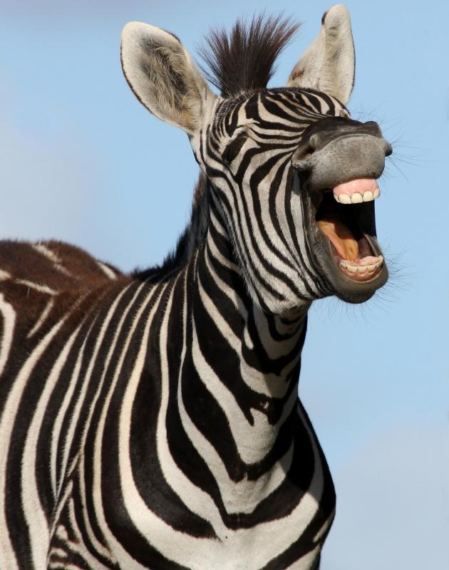 Game meat in Africa is known as "bushmeat" and includes zebra.