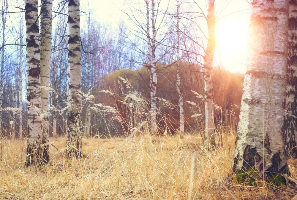 What Is Birch Beer? (with pictures)