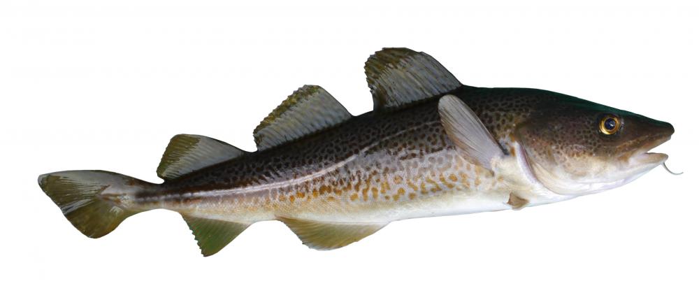 What Is The Difference Between Cod And Haddock With Pictures