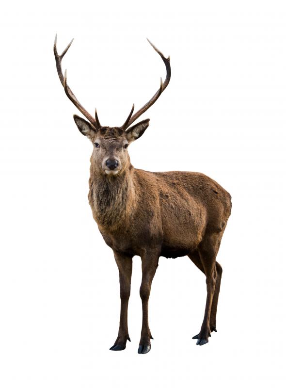 Le cerf est une viande de gibier populaire.