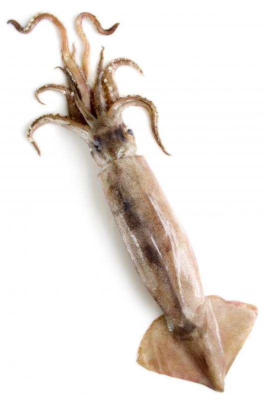 sections of a squid