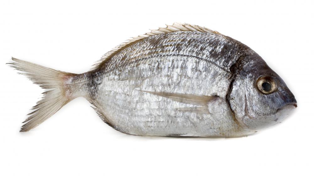 sea bream fish