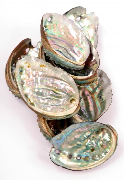 Abalone shells with mother of pearl, which is often used to make caviar spoons.