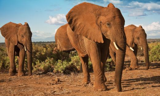 Mongongo trees produce nuts that are often consumed by elephants.