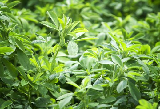 To obtain white honey, beekeepers will focus hives on areas with certain pale-colored flowers, such as alfalfa.