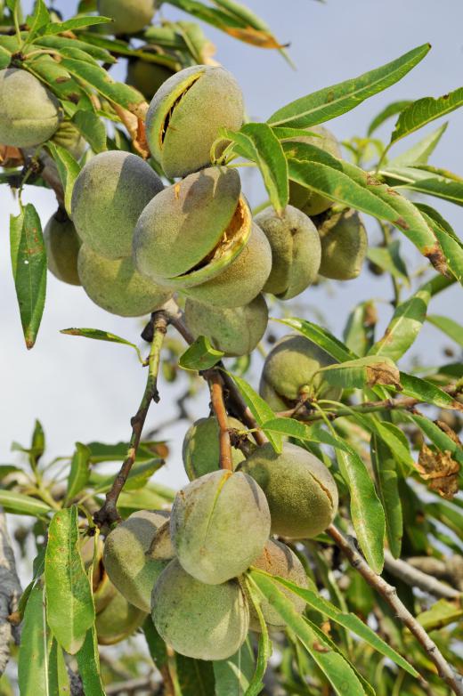 Organic almonds on an almond tree.