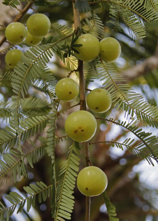 Amla fruit is the edible fruit produced by the amalaki tree.