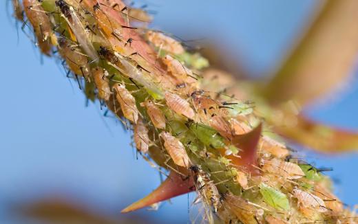 Ladybugs are an effective organic means of control for aphids.