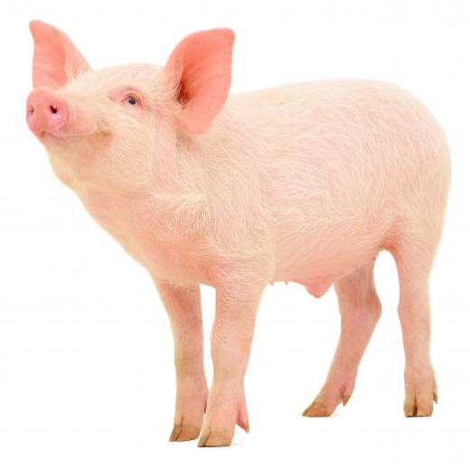 Pigs and other livestock are raw materials for food.