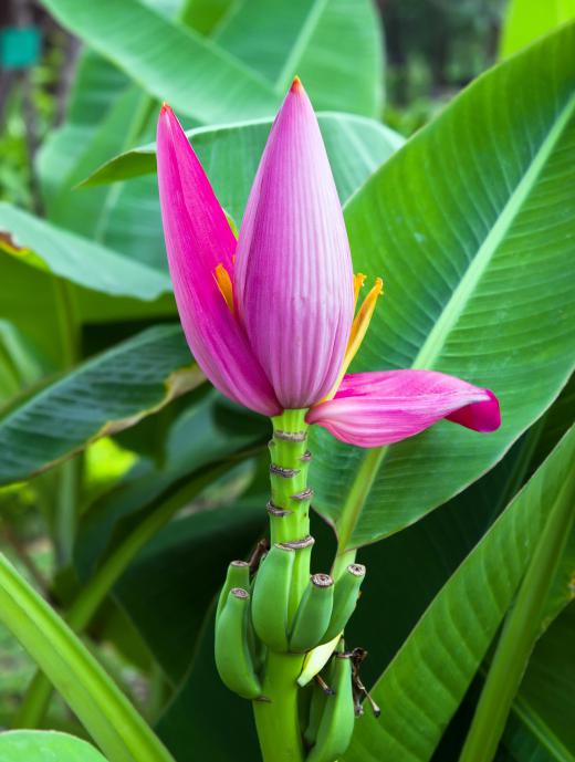 A banana flower blossom.