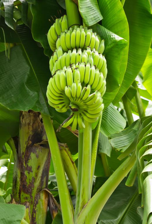 Fruit and leaves growing on a banana plant.