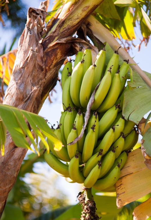 Bananas are used to make fritter butter.