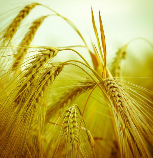 During the malting process, barley grains produce maltose.