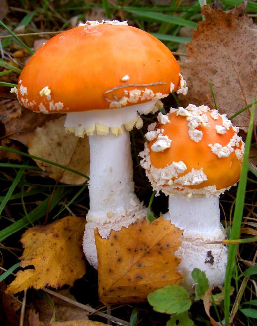 Mycoprotein comes from the same family as mushrooms.