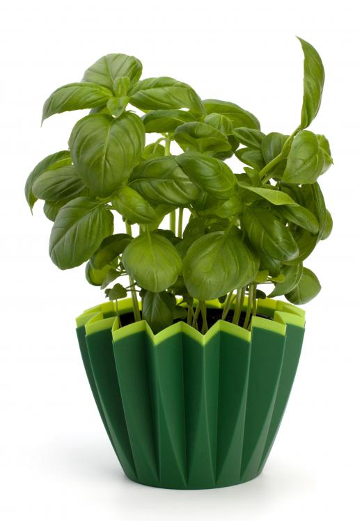 Fresh basil leaves are often used to season tuna nicoise.