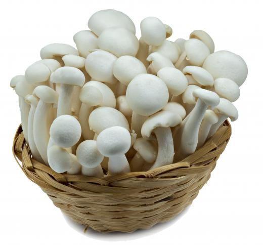 Enokitake is a type of edible mushroom found in many parts of the world.