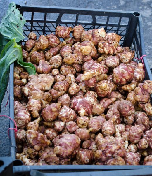 Basket of Sunchokes.