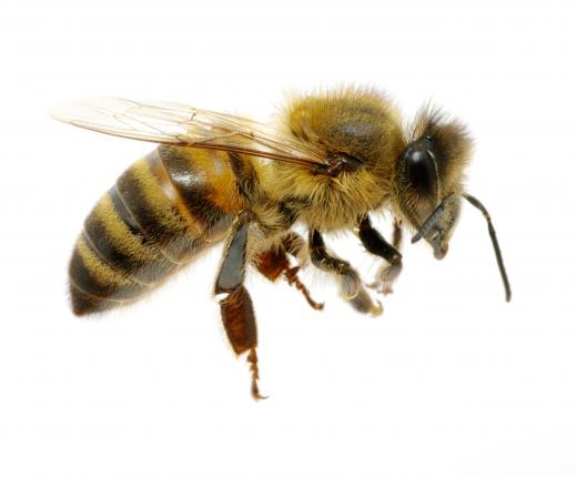 Bees can make honey from the pollen and nectar of blackberry plants.