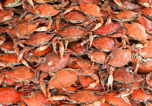 Crab crackers can protect the hands when cracking open the crustaceans' tough shells.