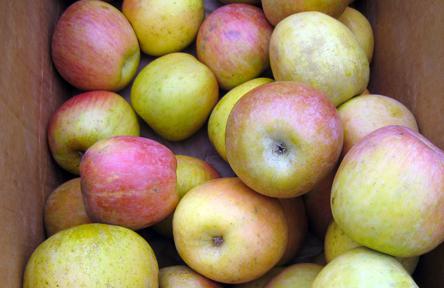 Box of Fuji apples.