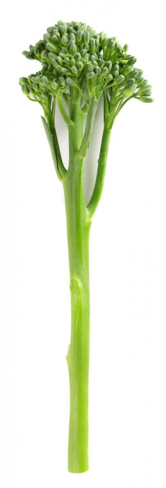 Single stalk of baby broccoli.