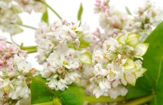 Flour from the buckwheat plant is often used to make crepes.