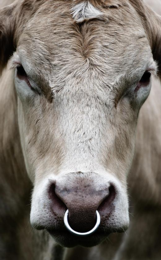 Rocky Mountain oysters are a delicacy that are made from bull testicles.