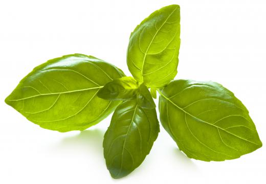 Basil, which is often used to top Italian pizza.