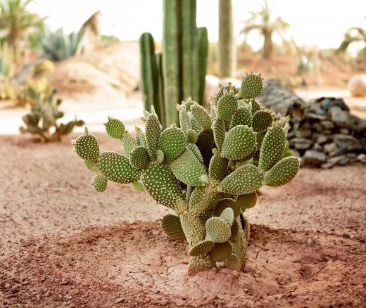 Cactus pads are the edible stems of the prickly pear cactus.