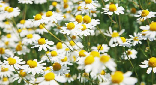 English daisy petals may be candied.