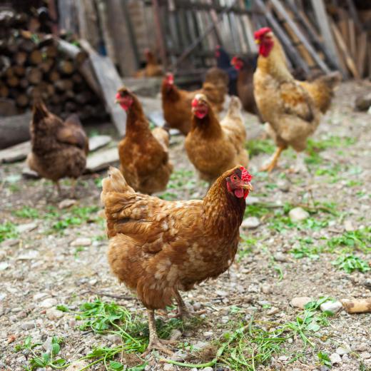 Roaster chickens are slaughtered at about 14 weeks old.