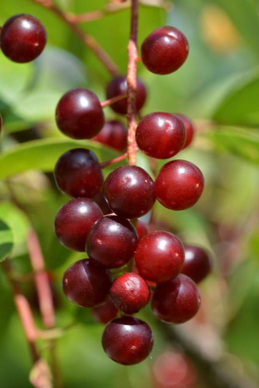 Chokecherries are edible to humans, although they can sometimes be sour. Chokecherries are often used in pies, jams, jellies, and sauces.