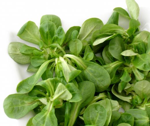 Lamb's lettuce can be recognized by its slightly curly leaves and it's deep green color.