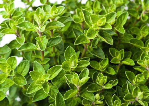 Oregano leaves are dried and ground to make a powder.