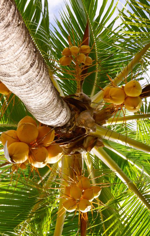 Young coconuts are harvested before they are fully mature.