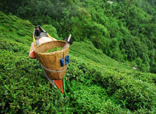 Assam tea is often used to make breakfast teas.