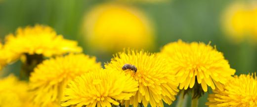 Dandelion greens are very nutritious.