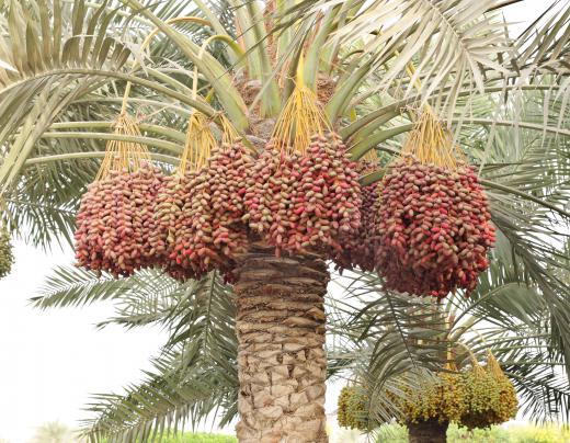 Dates growing on a date palm.