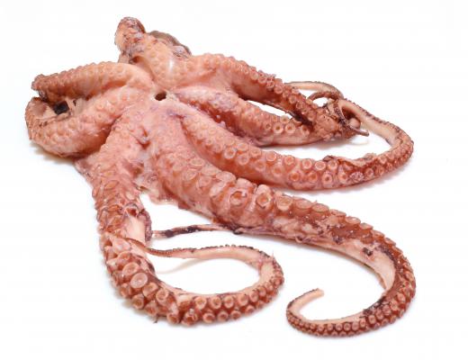 Octopus can be used as filling for paccheri pasta.