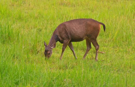 The backstrap comes from the upper back of the deer and is more common in wild deer that are hunted.