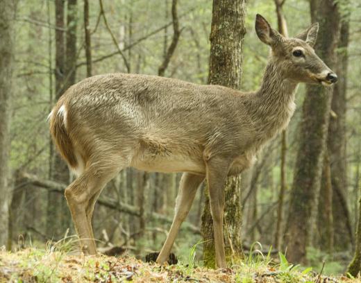 Hunters commonly eat anise candy to mask their breath while hunting deer.