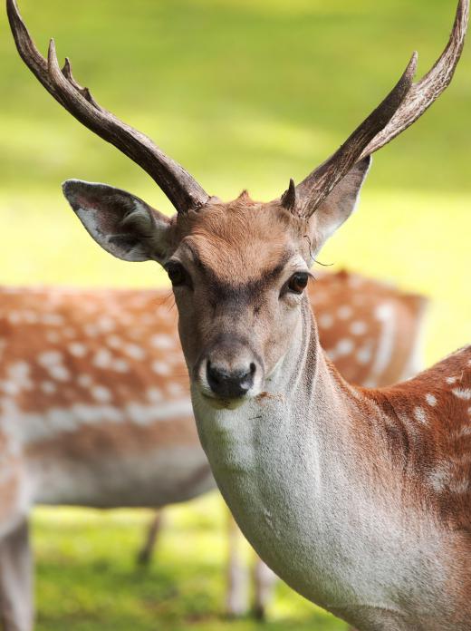 Animals that are consumed for meat, such as deer, must be free of defects to be eaten.